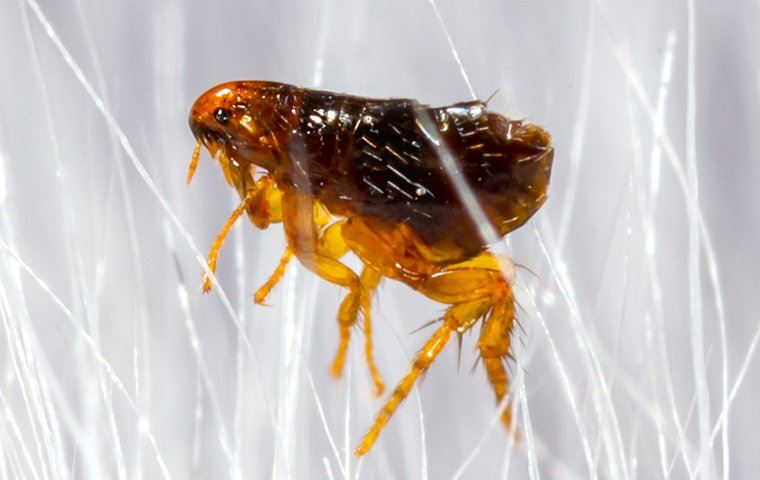 close up of a flea