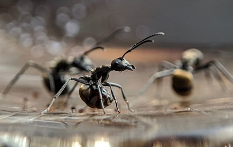 carpenter ants crawling near a puddle of water