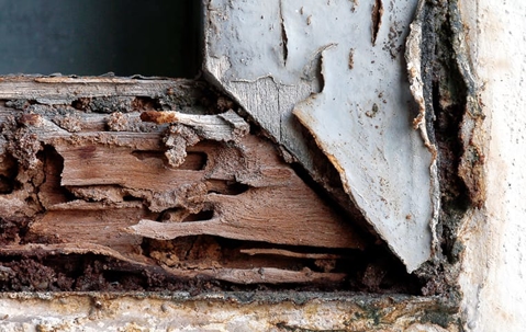 termite damage in home