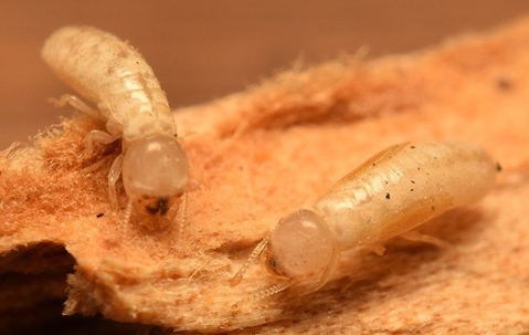 drywood termites