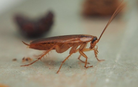 a german cockroach crawling in a home