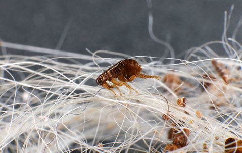 a flea on white dog hair