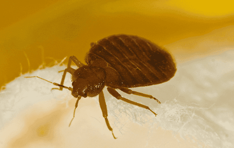 a bed bug inside of a home
