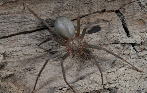 brown recluse spider outside a home