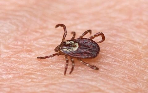 a tick crawling on human skin