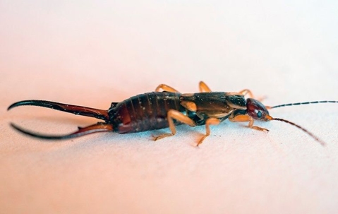 up close image of an earwig crawling on the floor