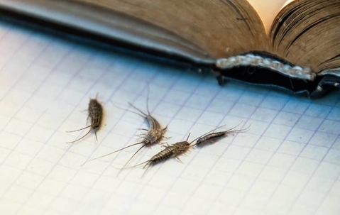 silverfish on a book