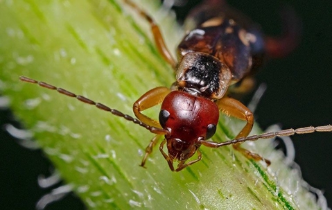 earwig face up close