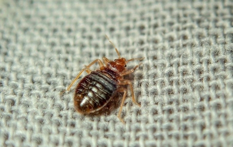 bed bug on burlap fabric