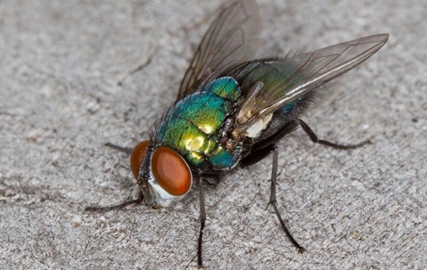 fly on the kitchen counter