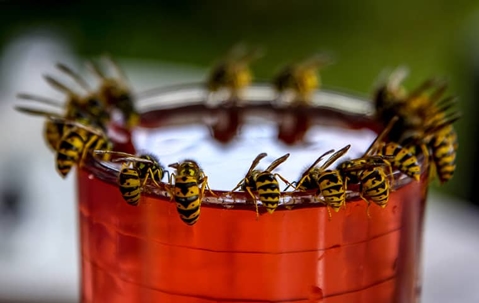 yellow jackets on glass rim