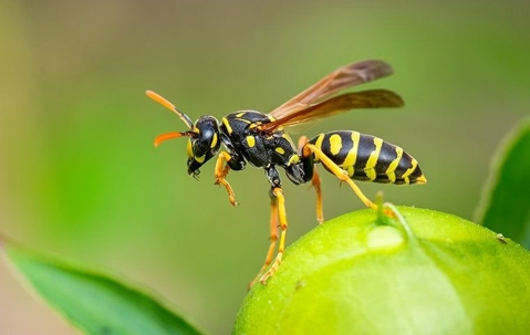 a wasp on a flower