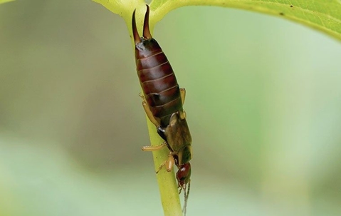 earwig on a plant