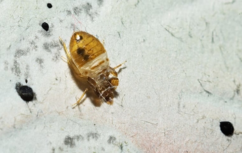 bed bug laying on sheets