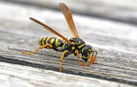 paper wasp on table