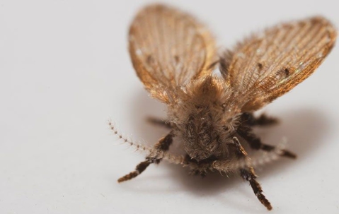 up close image of a drain fly in a tub