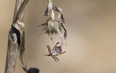 dog tick on a plant