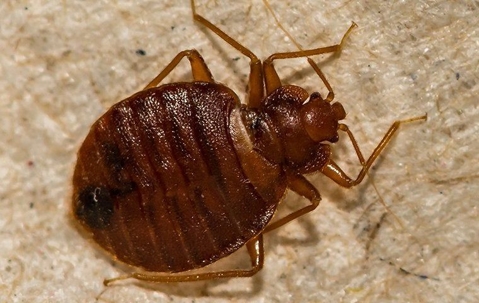 bed bug crawling on furniture