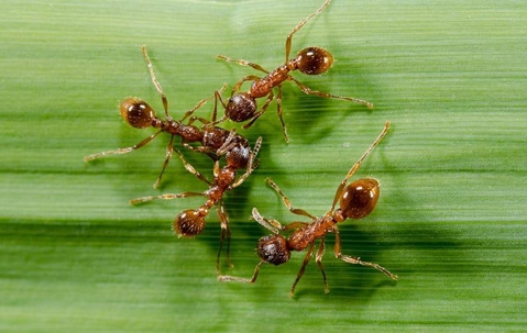 fire ants crawling on a lawn