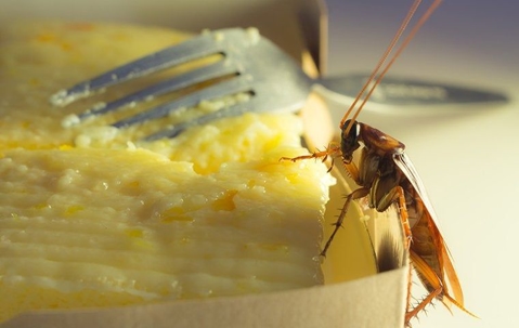 american cockroach on food