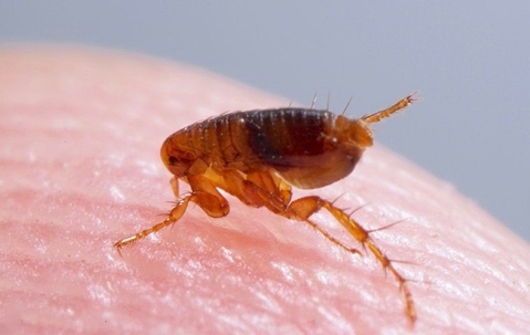 a flea on human skin