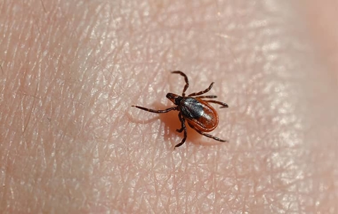tick on skin