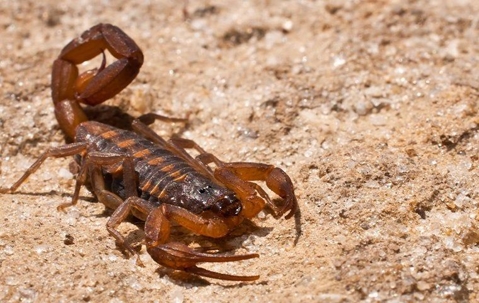 scorpion on the ground