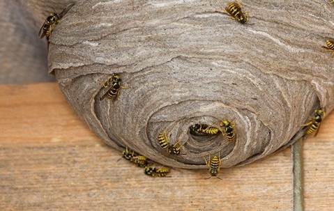 wasp coming out of nest