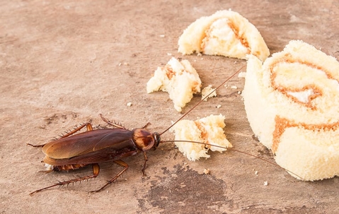 close up of cockroach eating food