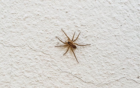 spider on the wall