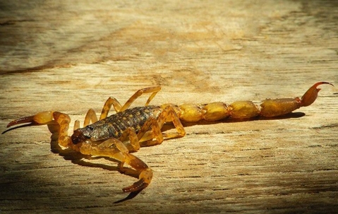 striped bark scorpion on wood