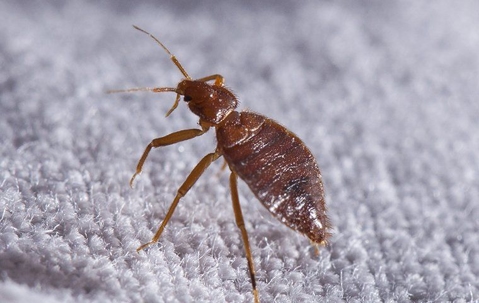 a bed bug crawling on bedding