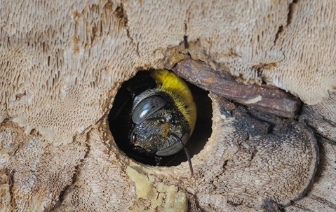a carpenter bee crawling in a wood hole
