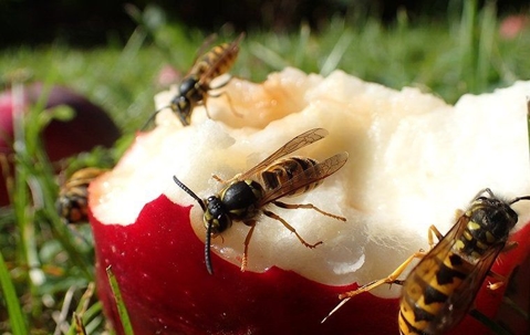 yellow jackets on a half eaten apple