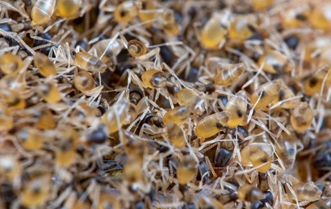 swarm of ants