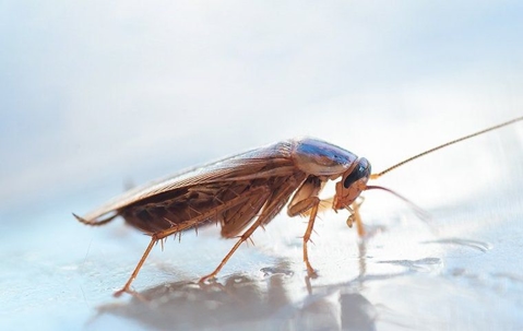 a german cockroach crawling in a kitchen