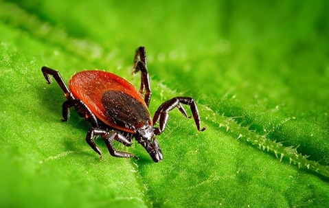 tick crawling on leaf