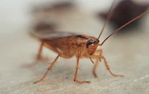 a cockroach crawling in a kitchen
