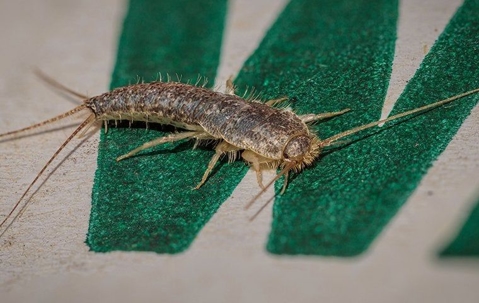 silverfish on painted letter