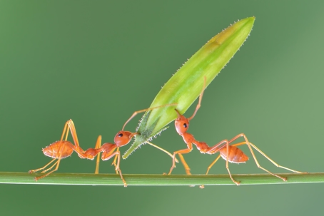 two ants hunting food