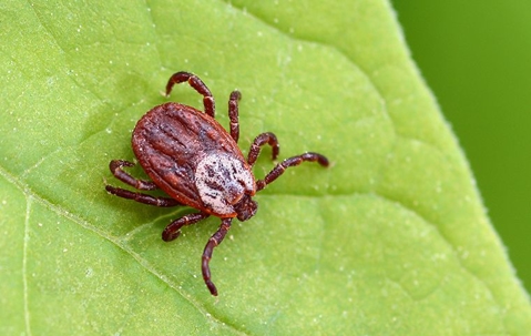 Brown mote on a small leaf