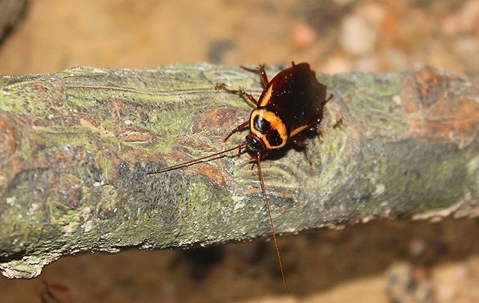 cockroach on a tree
