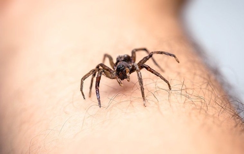 spider crawling on person's arm