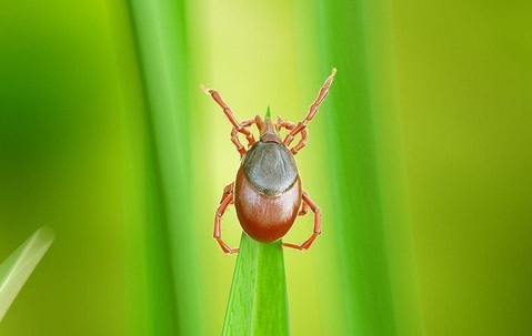 a tick on top of a leaf