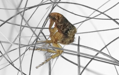 up close image of a flea in hair