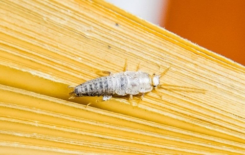 silverfish on book