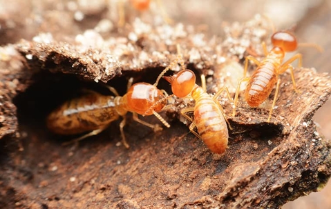 termite prevention