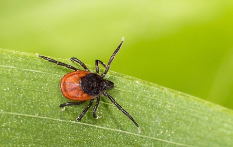 deer tick on a leaf