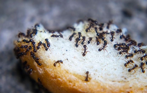 ants on bread