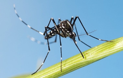 mosquito on a leaf